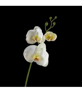Phalaenopsis crème